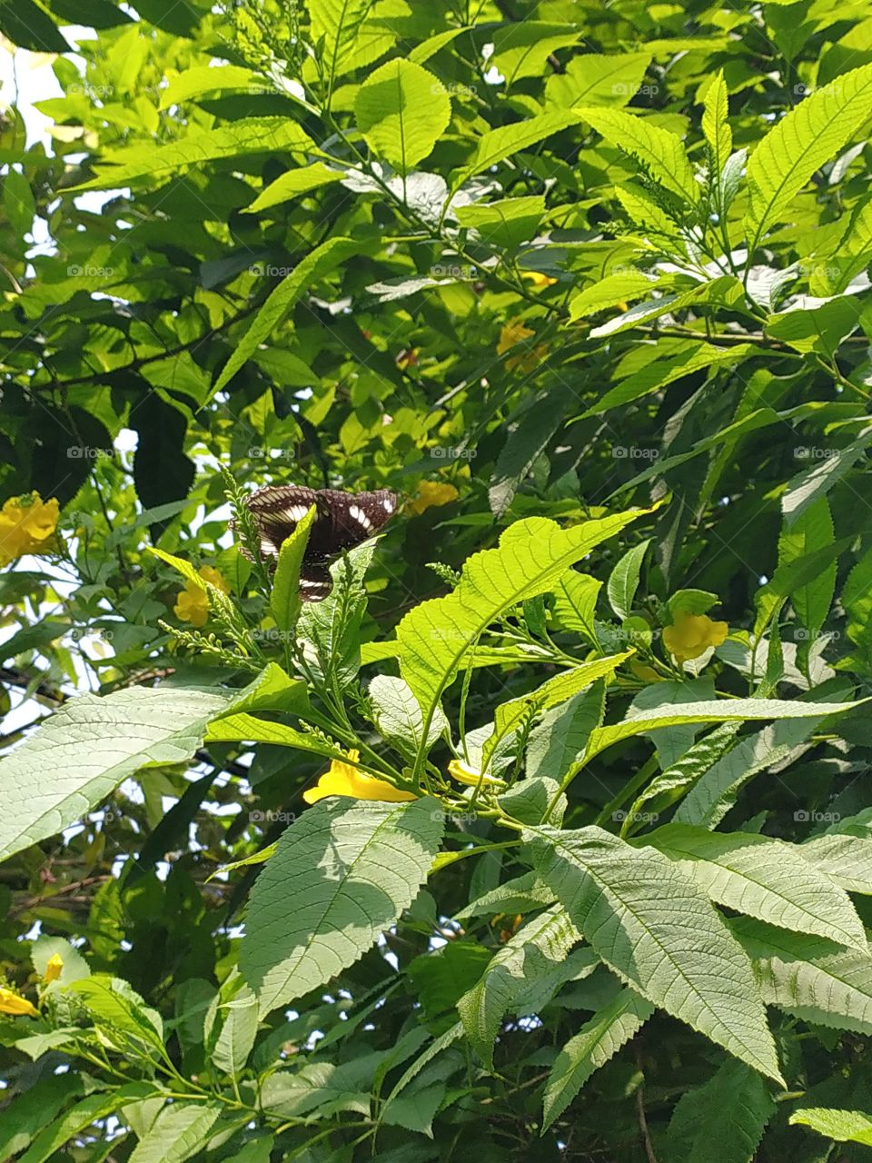 Beautiful black spotted butterfly trying to hide behind the leaves