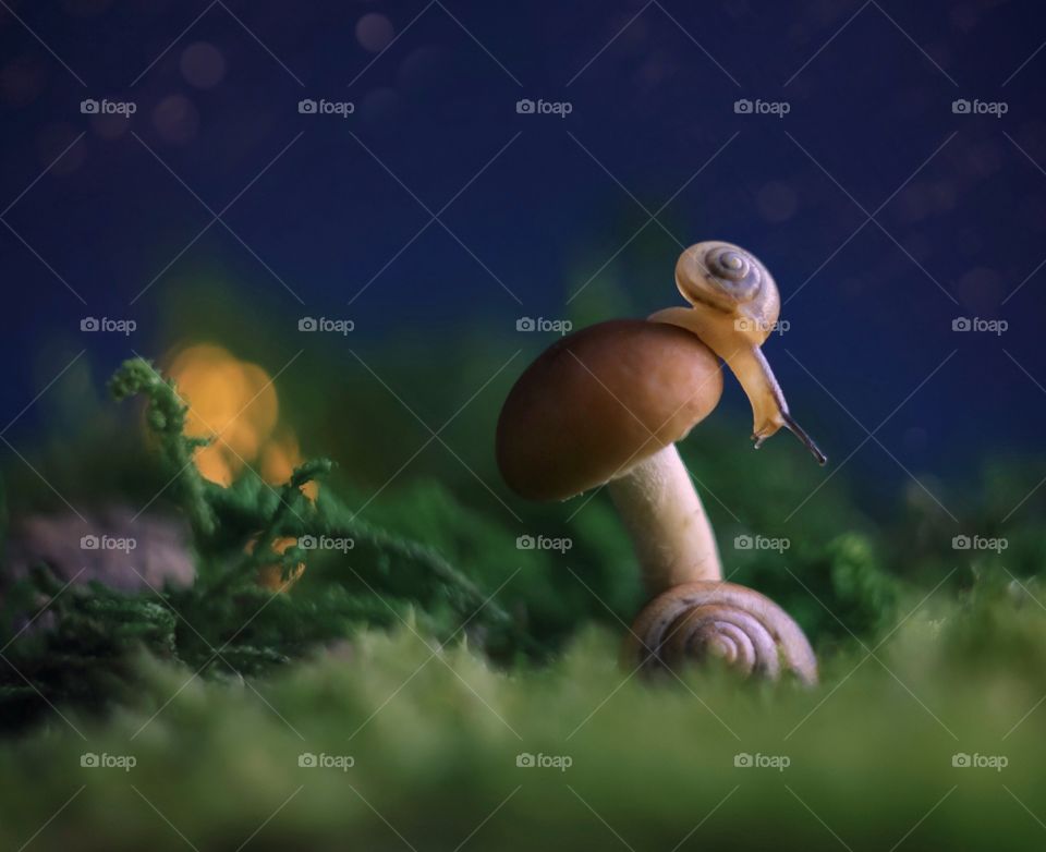 Snail on a mushroom
