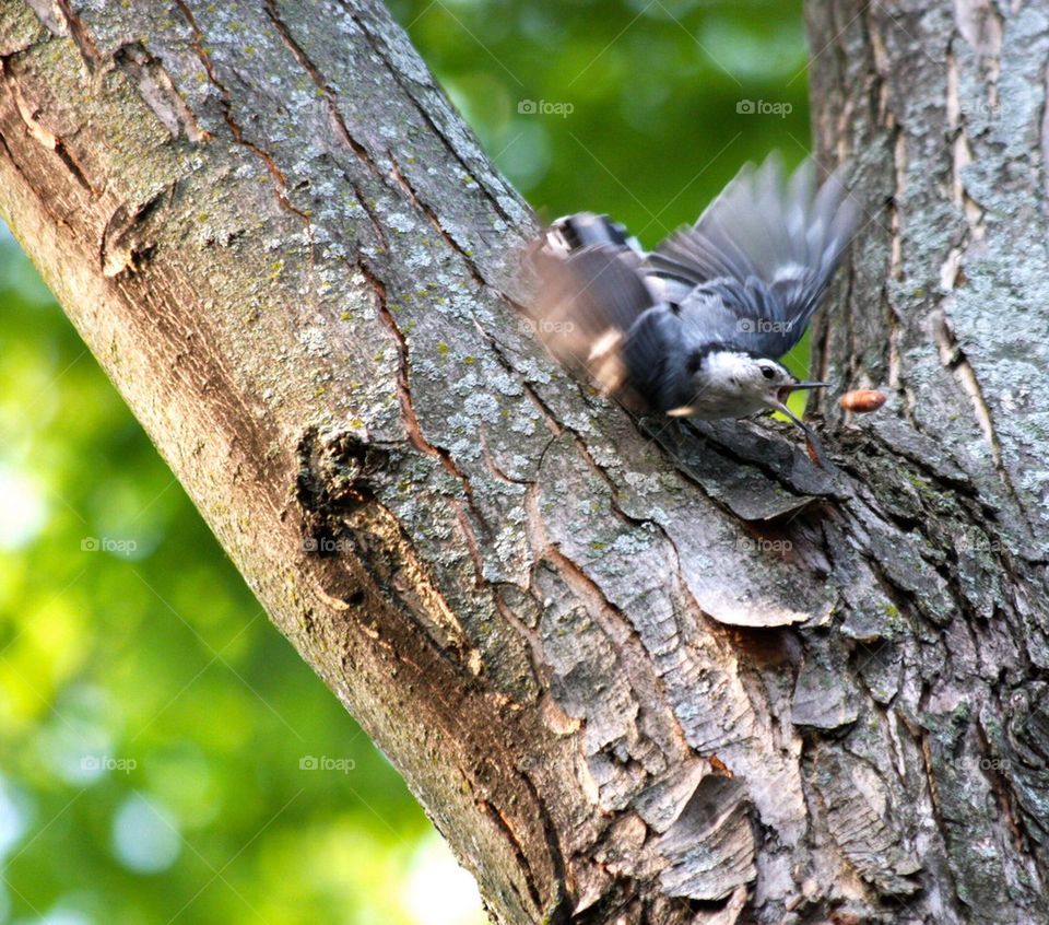 Dropped nut, nuthatch, tree, bird