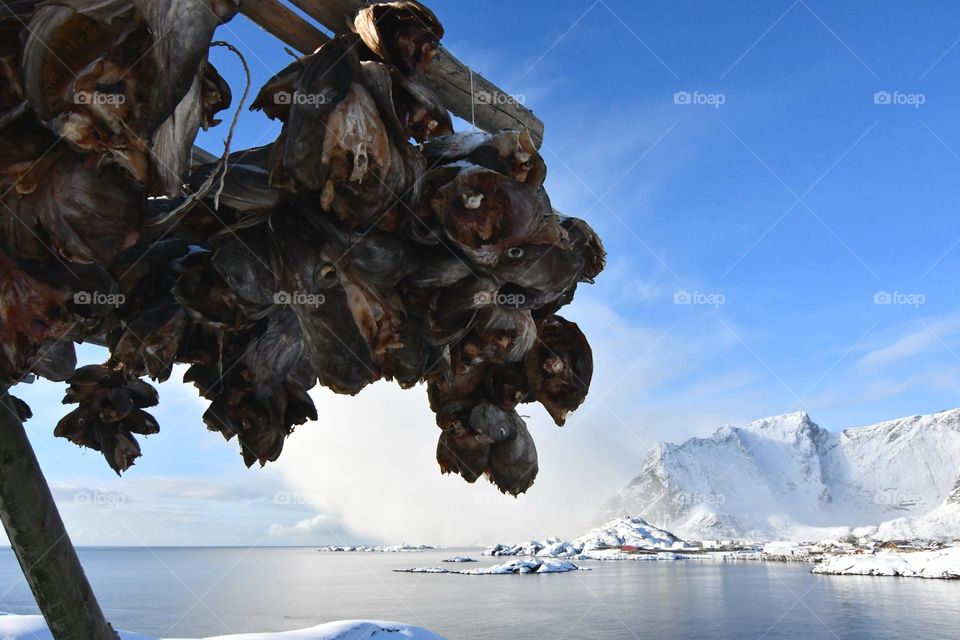 Drying cod