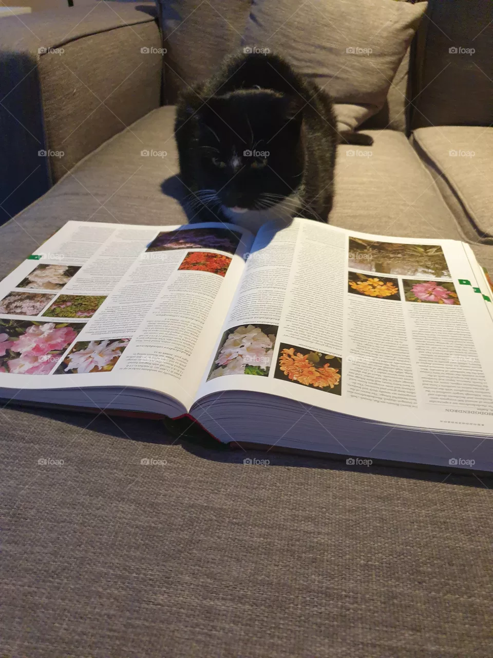 smart cat
