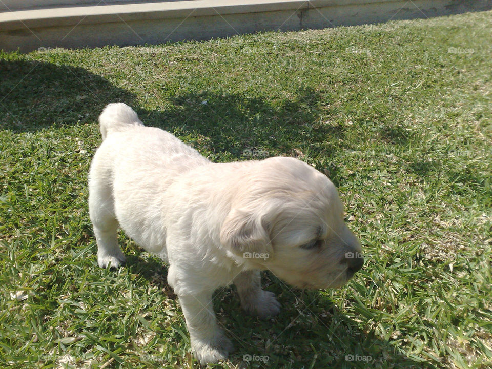 garden nature dog puppy by Zita