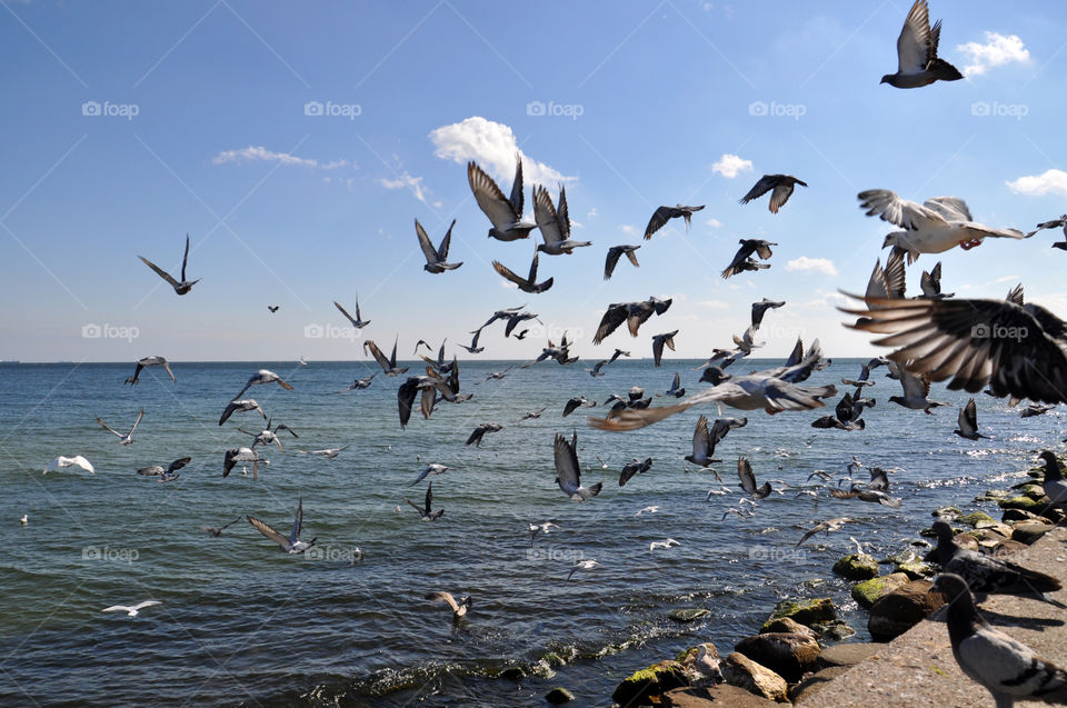 Bird, Seagulls, Water, Wildlife, Nature