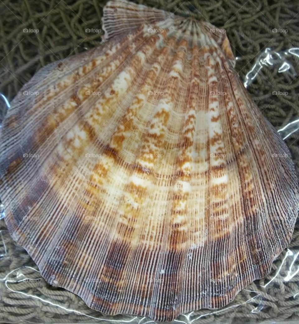 Brown seashell