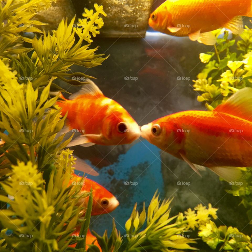 Goldfish kiss