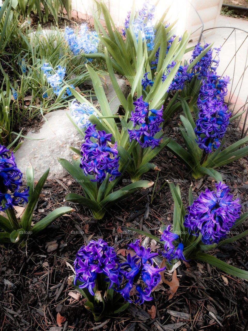 Hyacinths