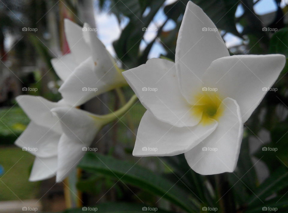 bunga kamboja putih
