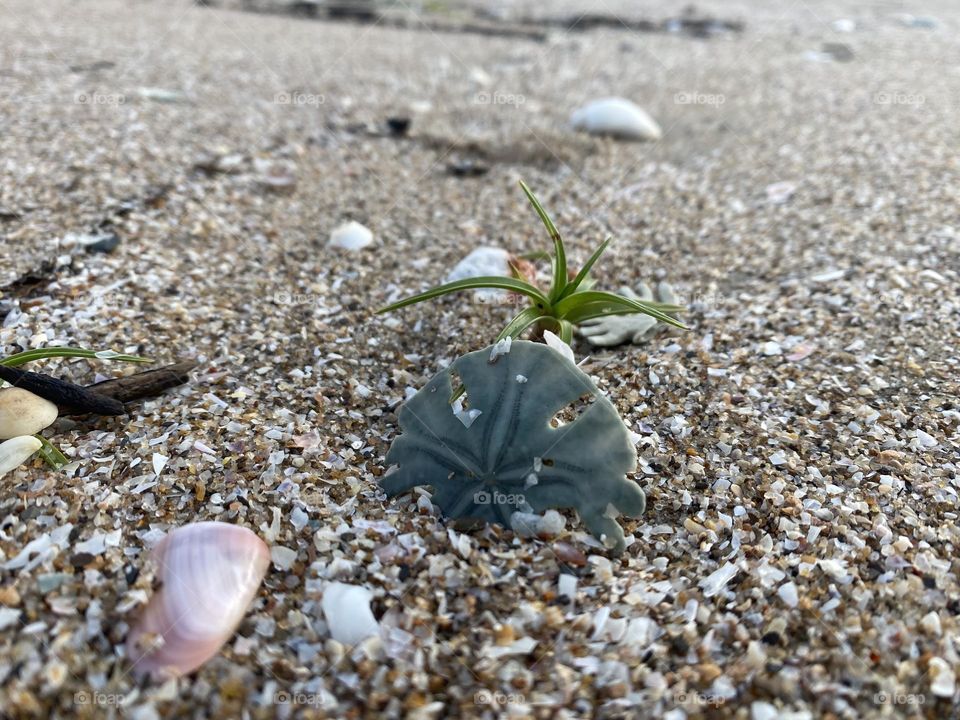 Sand dollar