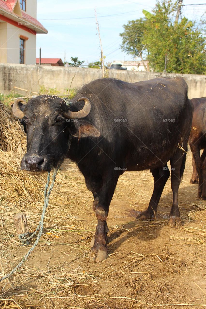 bafalo stand 😁😁😁