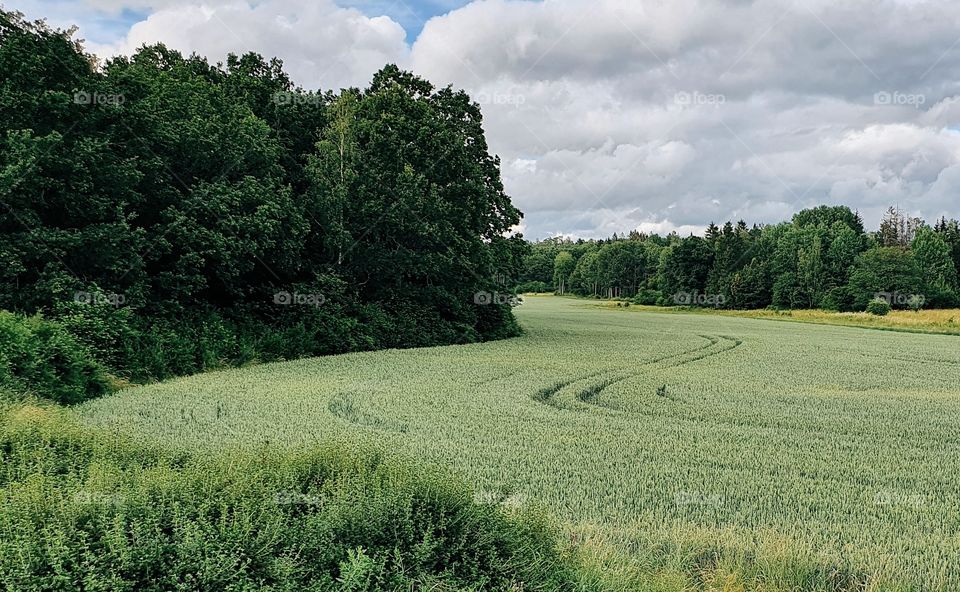 Field of grain, in green, with track marks