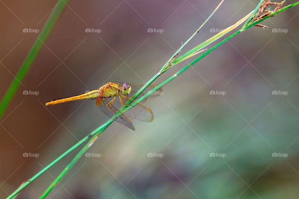 Beautiful orange dragonfly on a green grass close up.