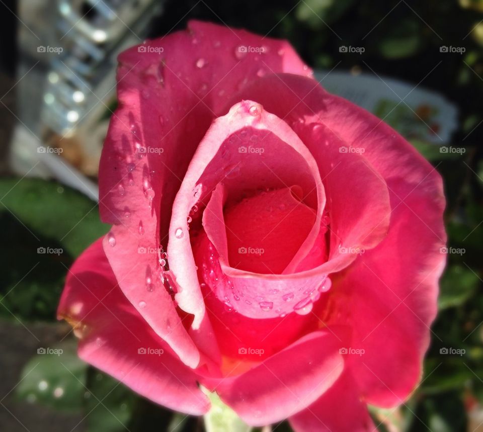 Pink Rose bud