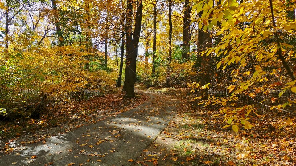 Path in Autumn. Running path