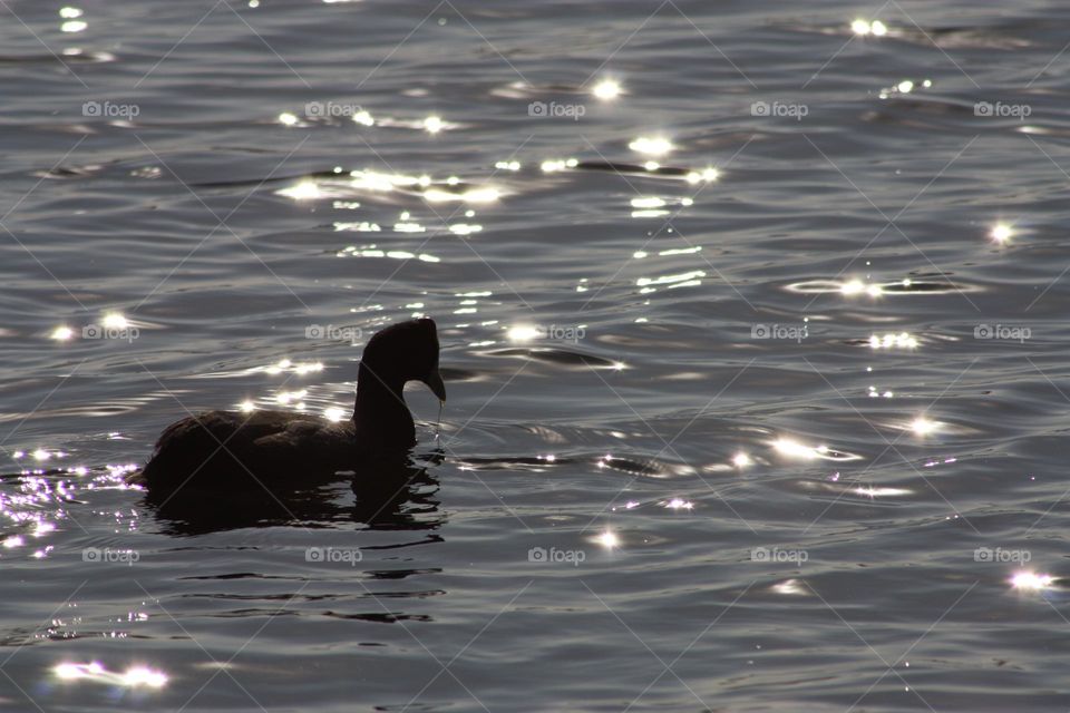 urban duck pond at sunset