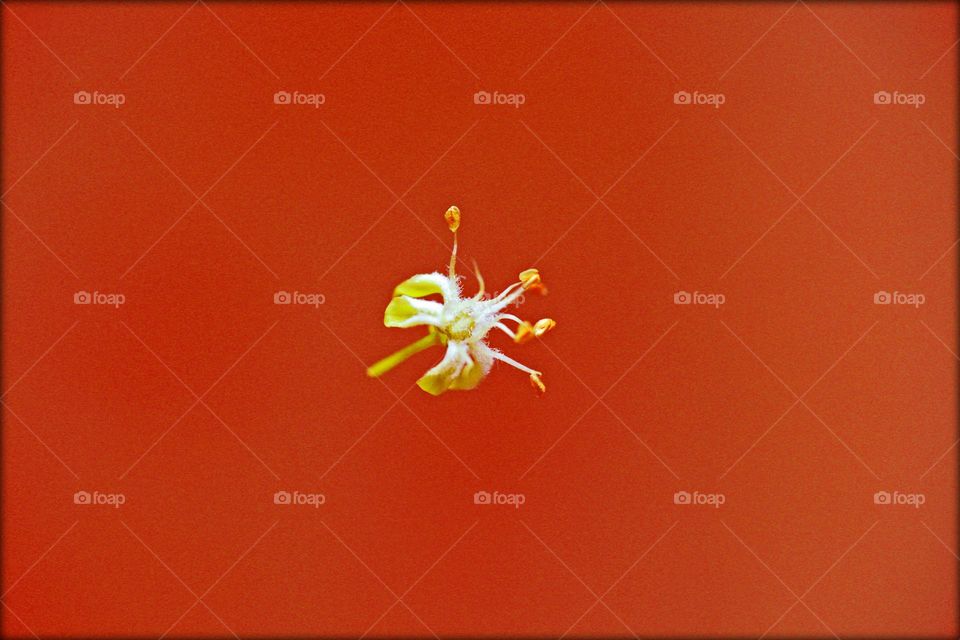 Blossoming flower close up background nature therapy summer mood positive vibes wonderful time hustling daydreaming naturalism macro microcosmos