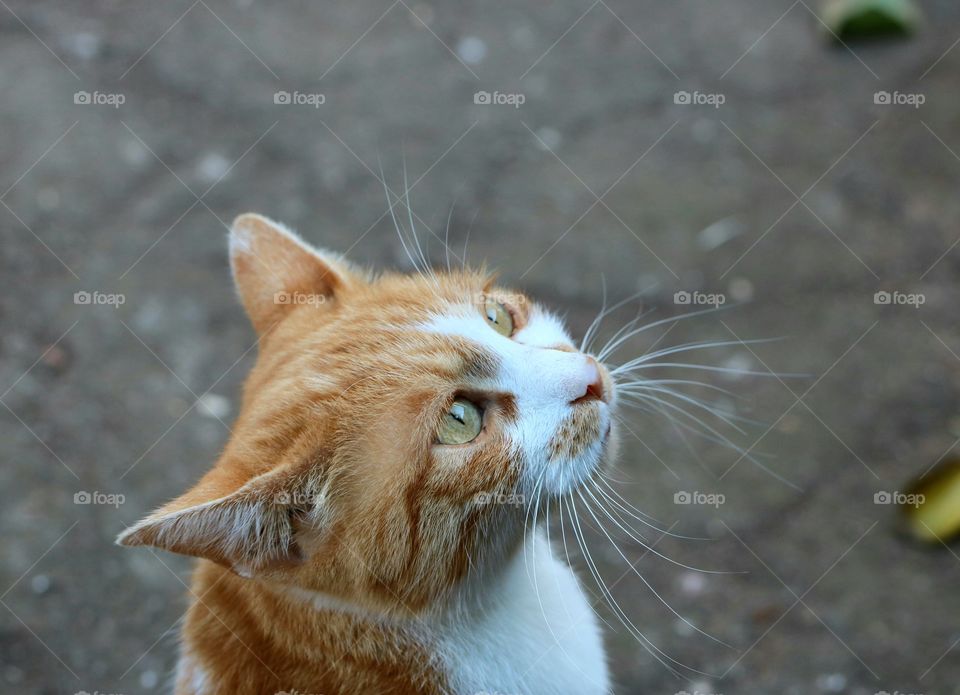 Portrait of a ginger cat