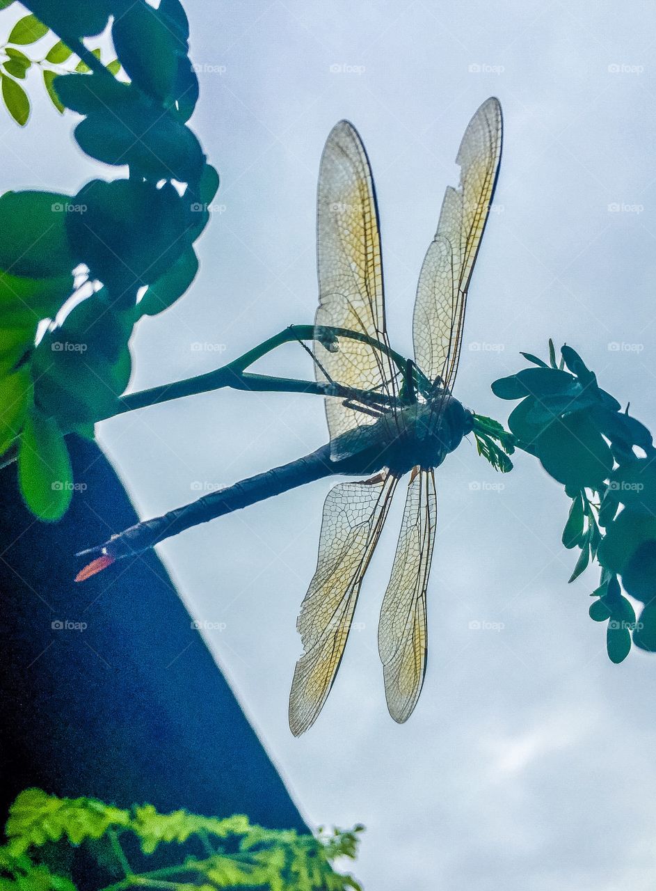 Dragonfly