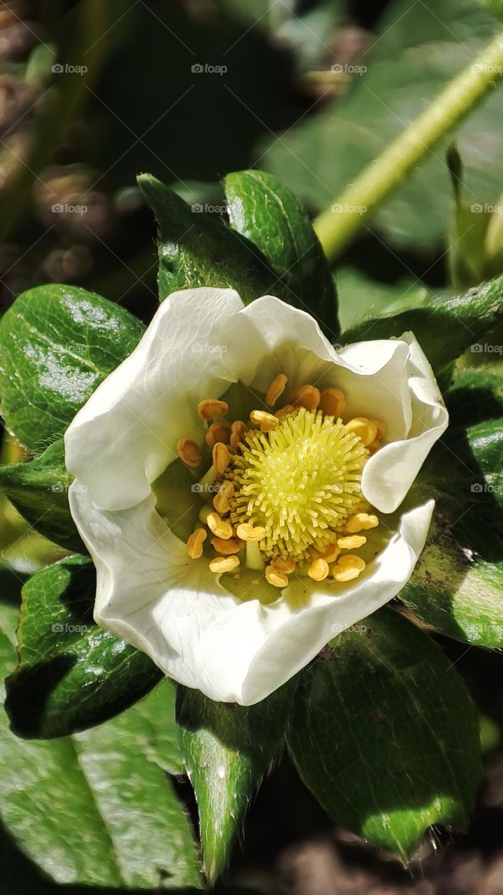 Macro photo of a flower growing in the garden