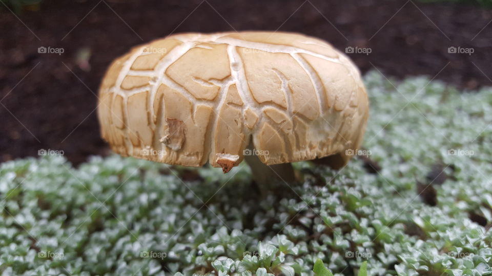 toadstool texture