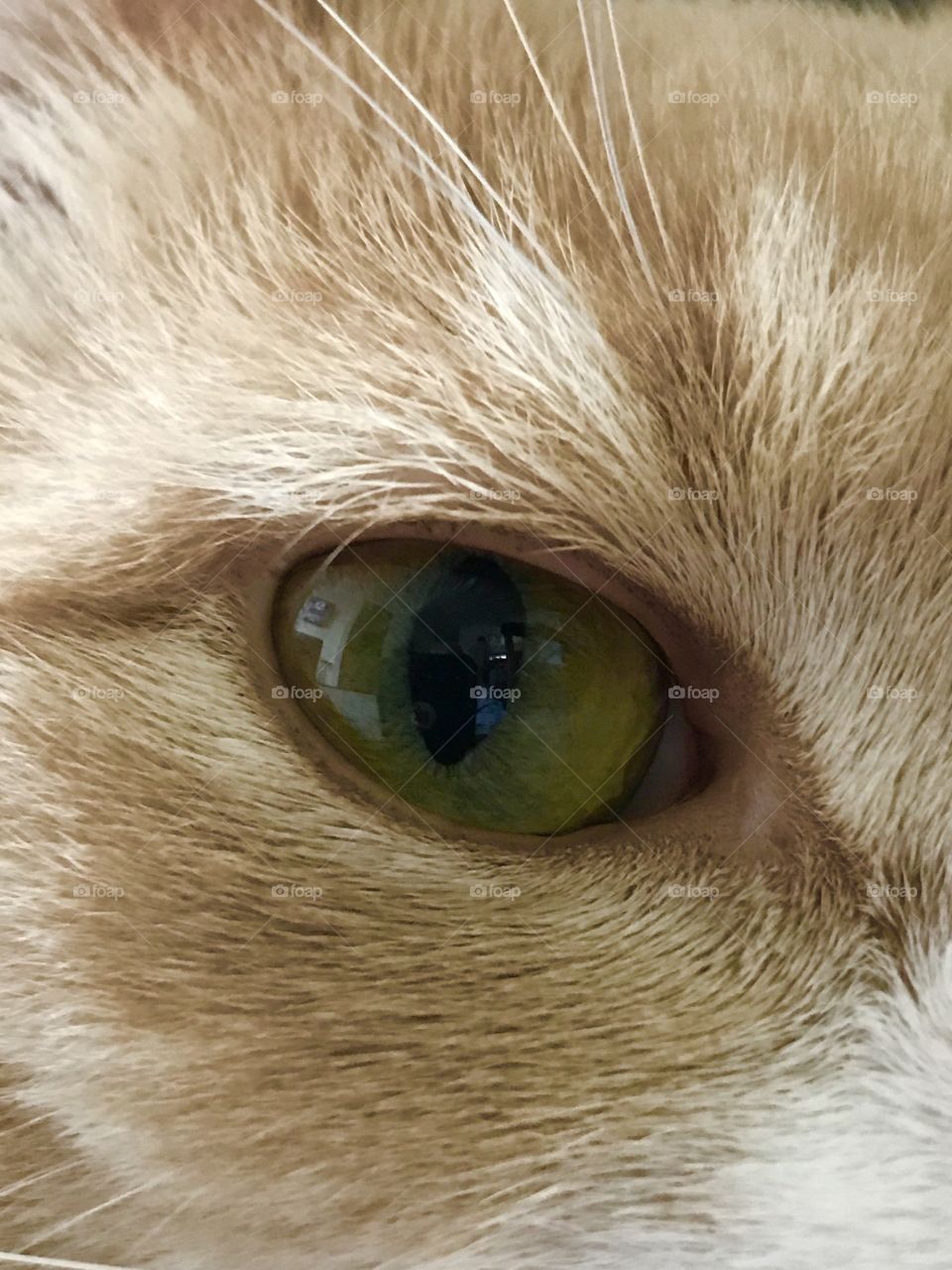 Cats eye