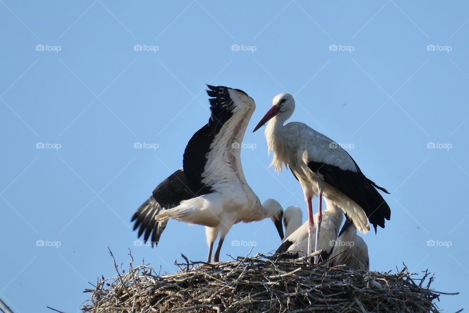 first flight tests Young stork