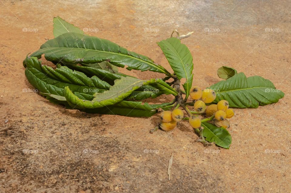 Loquat Fruits And Leaves