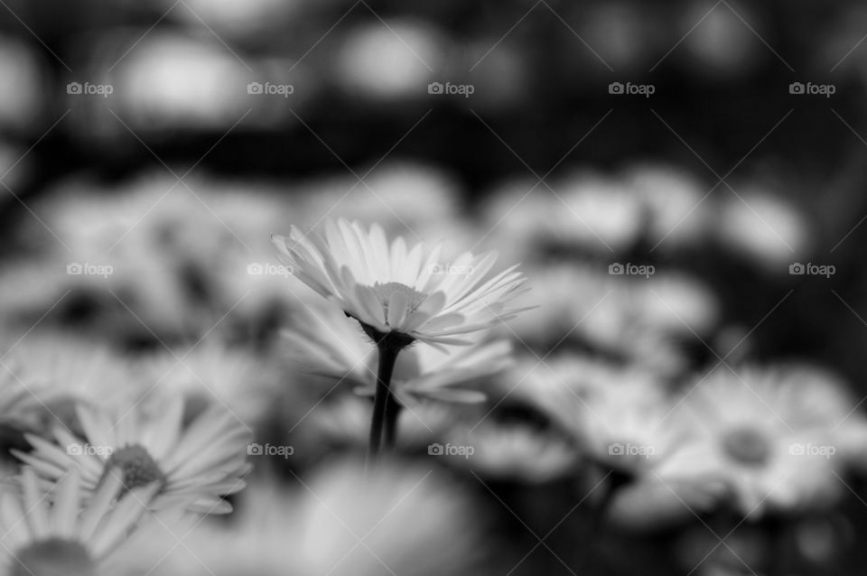 Monochrome, Flower, Nature, Flora, Summer