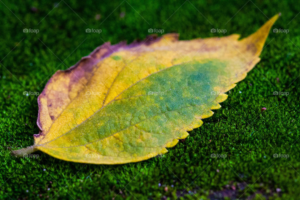 Four seasons in one image - love how this leaf show the summer, autumn and winter colors with the bright new moss of spring. Image of a leaf on moss, close up