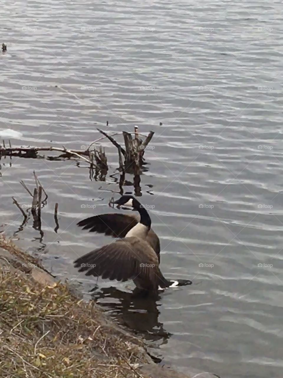 Canada goose drying wings in reservoir