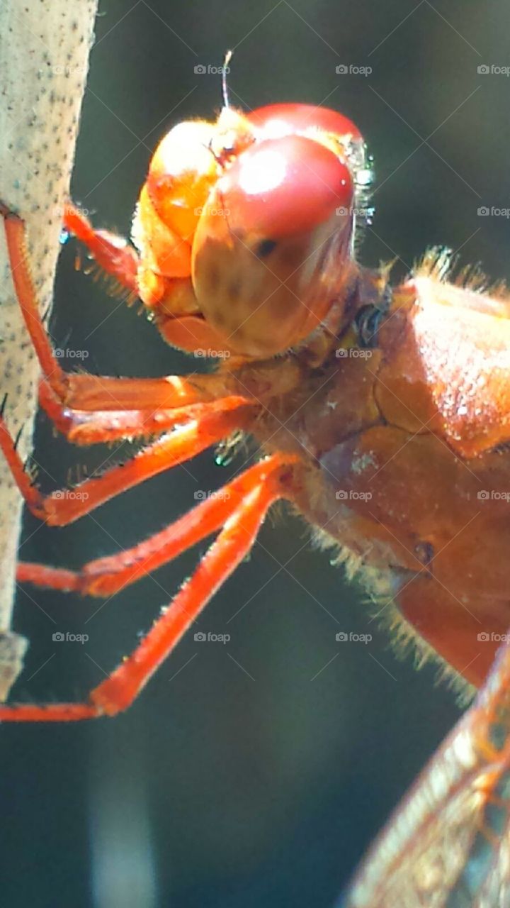 "Dragonfly Close Up"