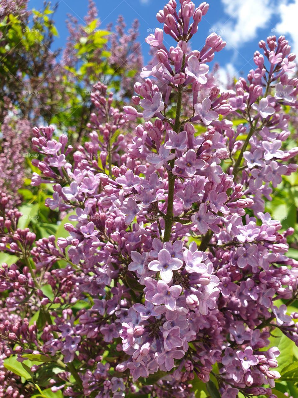 Purple flowers in may.