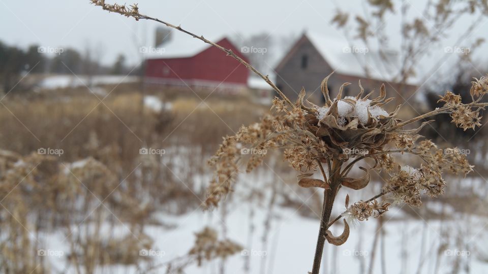 Winter Beauty . Upon leaving Bible Study I stopped to capture the detail of this dried flower. Even in death, you can find beauty.