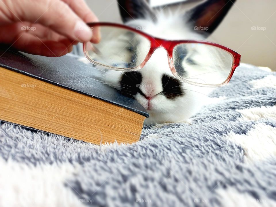 a pet rabbit with black ears in glasses and a book.