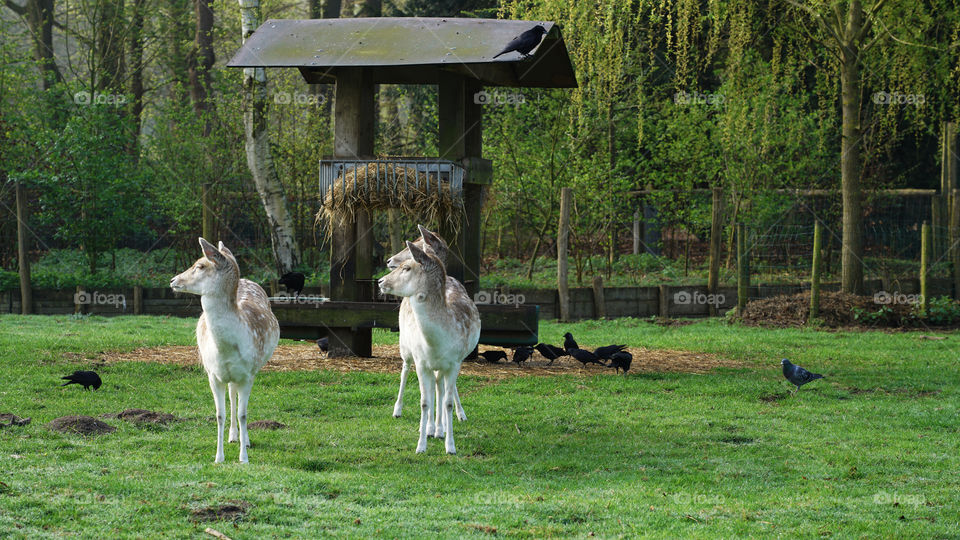 Wildlife in a park in Antwerp, Belgium.