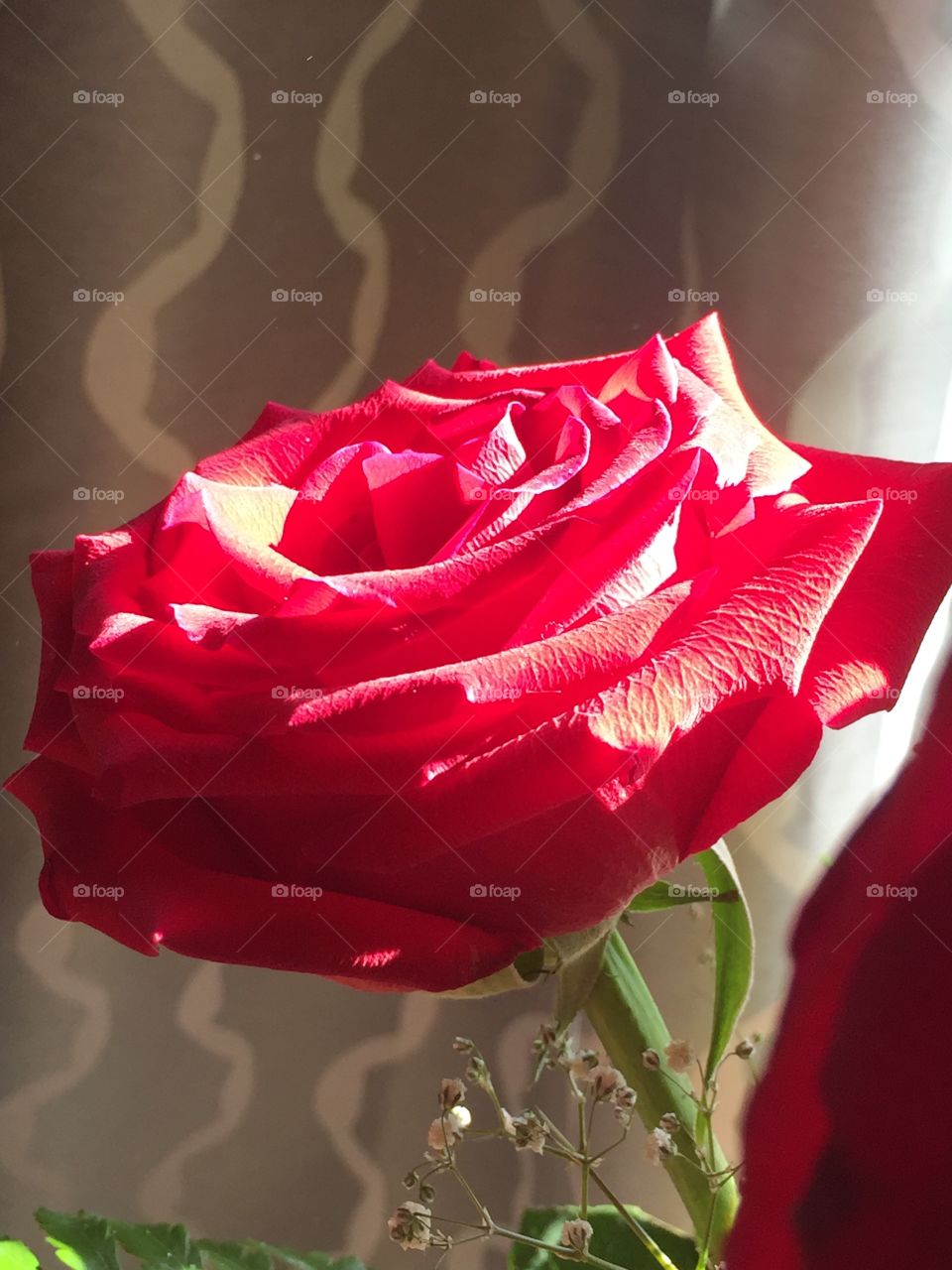 Single Red Rose