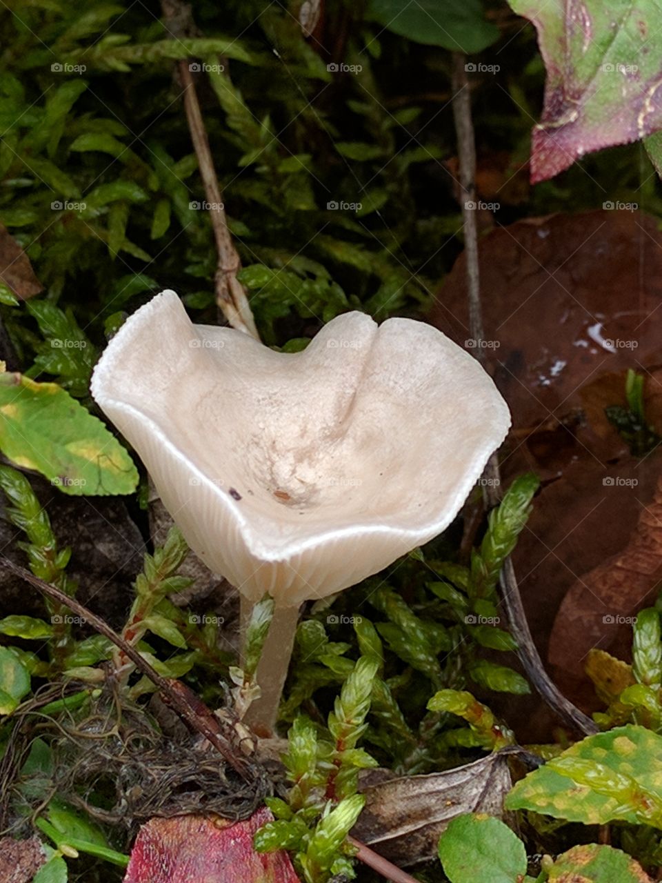 inside out mushroom