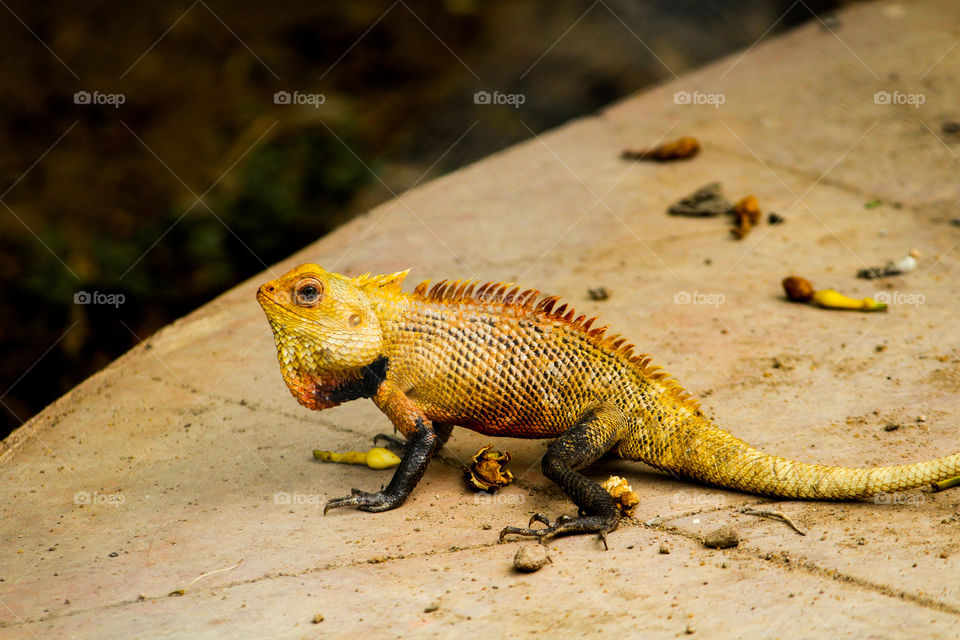 He s spectating his food #reptile