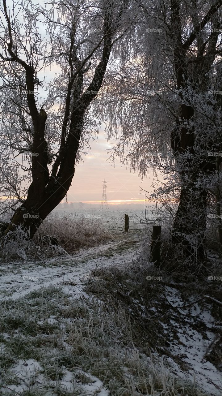 Snow covered path and trees
