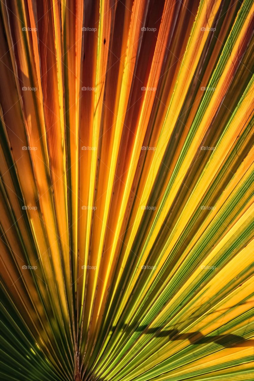 Golden palm leaf of a California date palm, with the sun from behind glowing through the leaves showing multiple colors against the fan of the palm fronds, like stained glass 