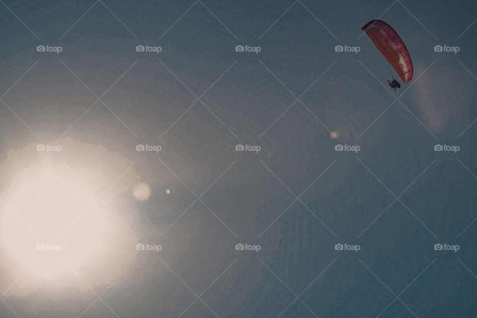 Creatures of the sky