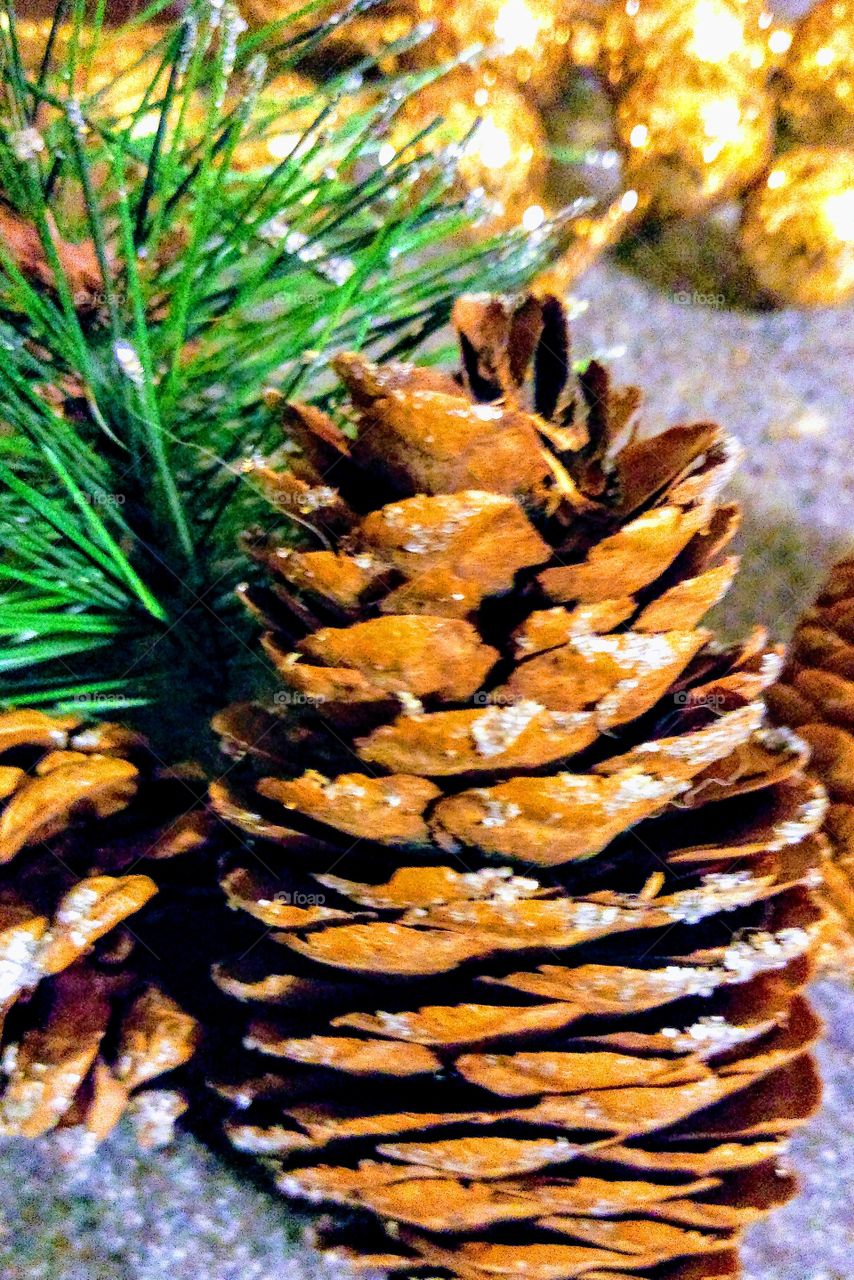 pinecones with frost