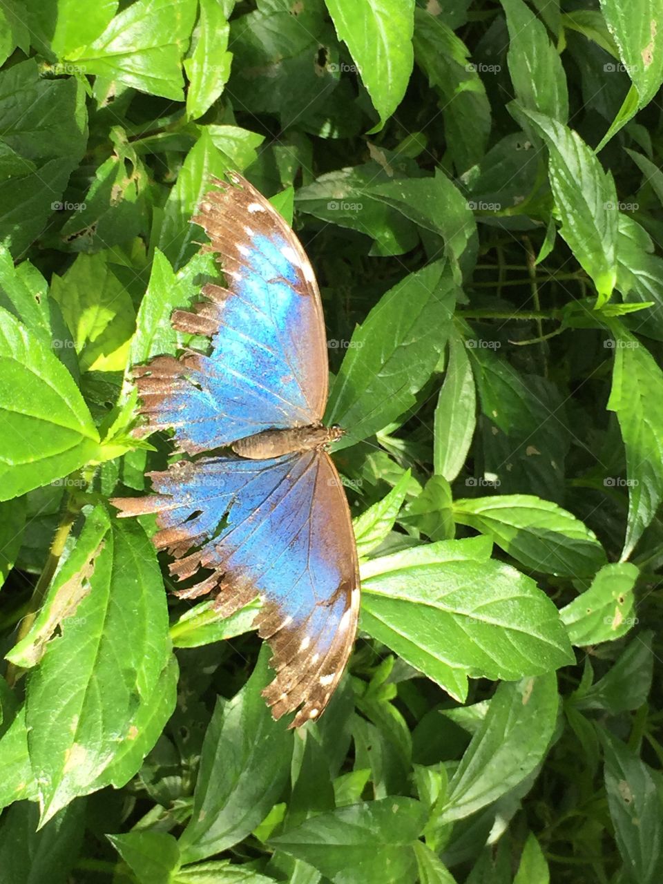 Blue butterfly closeup