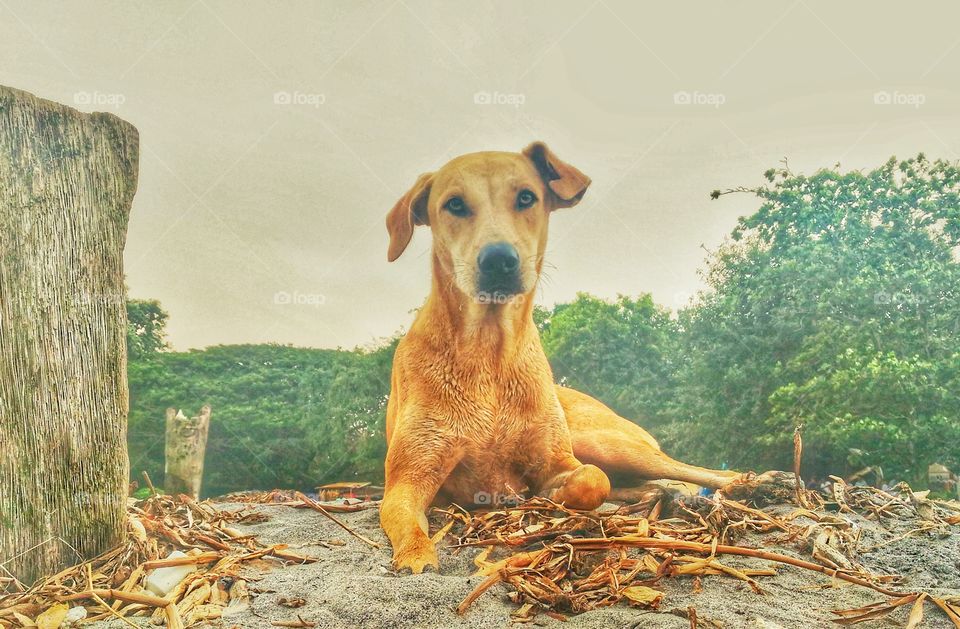 Dog, from India