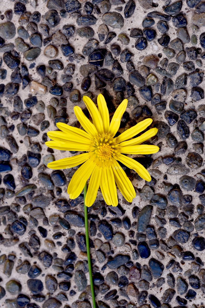 Yellow flower on pebbled pavement