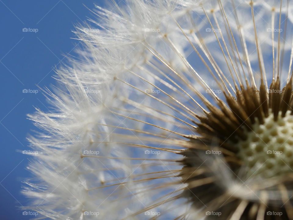 Close up of dandelion seeds