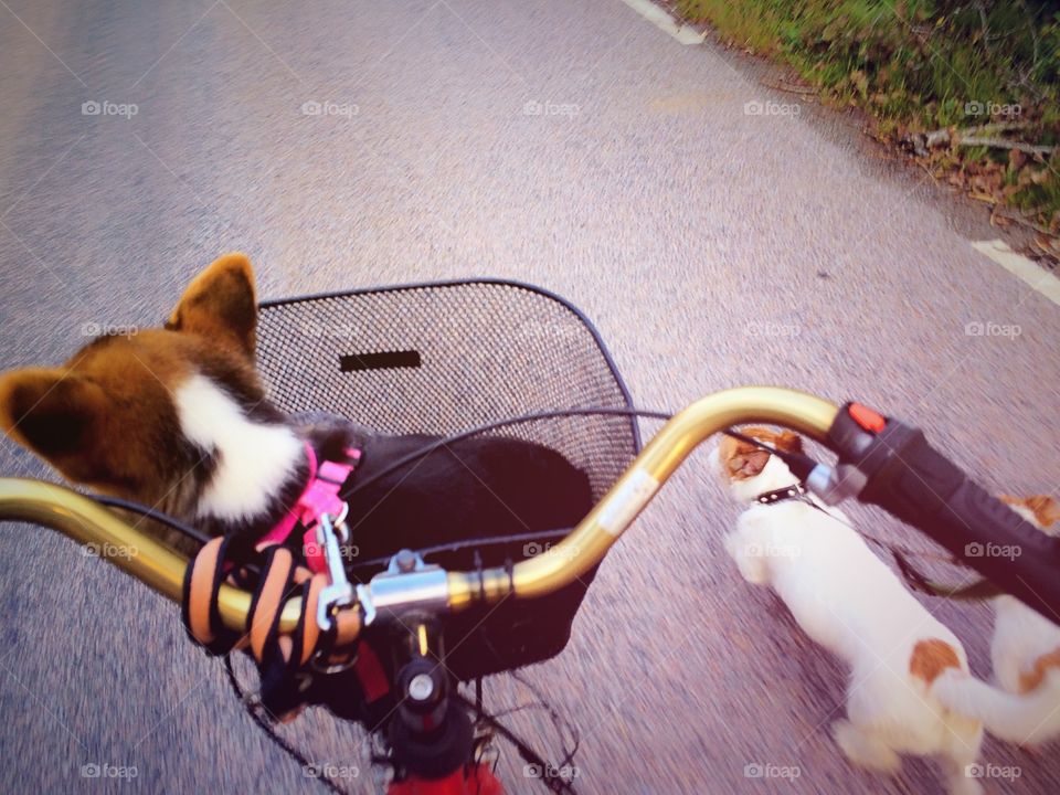 Bicycling. Bicycling with dogs