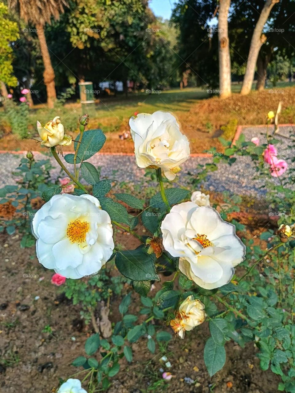 The flowers on the ground are like a colorful carpet of nature, adding a touch of beauty to the surroundings. It's like a mini garden painting on the ground! ๐ผ๐ฟ