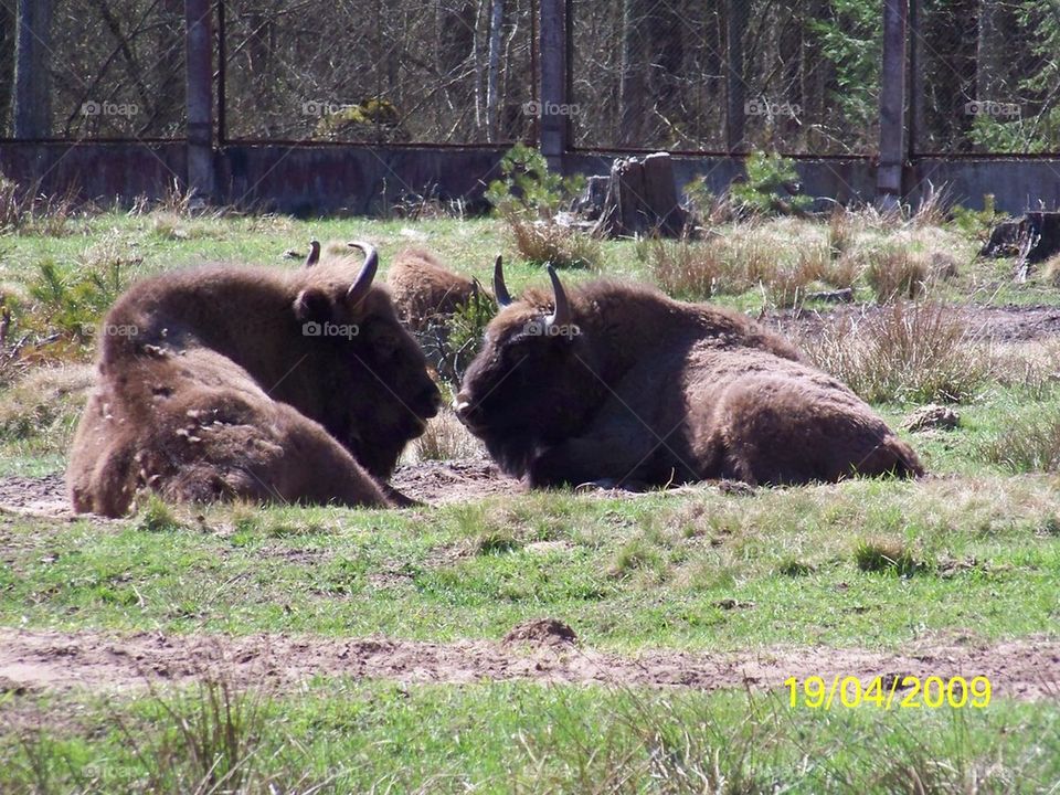 kissing bisons