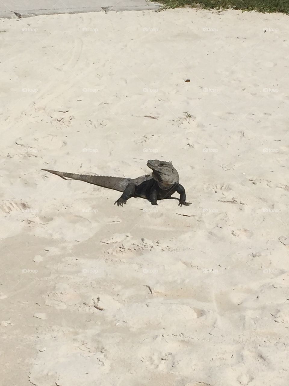 Iguana. Iguana lizard on the beach 