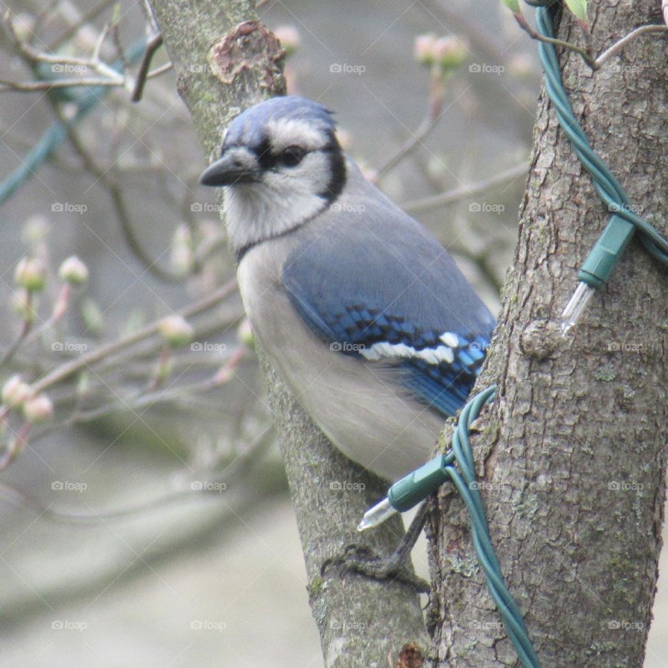 Bluejay 